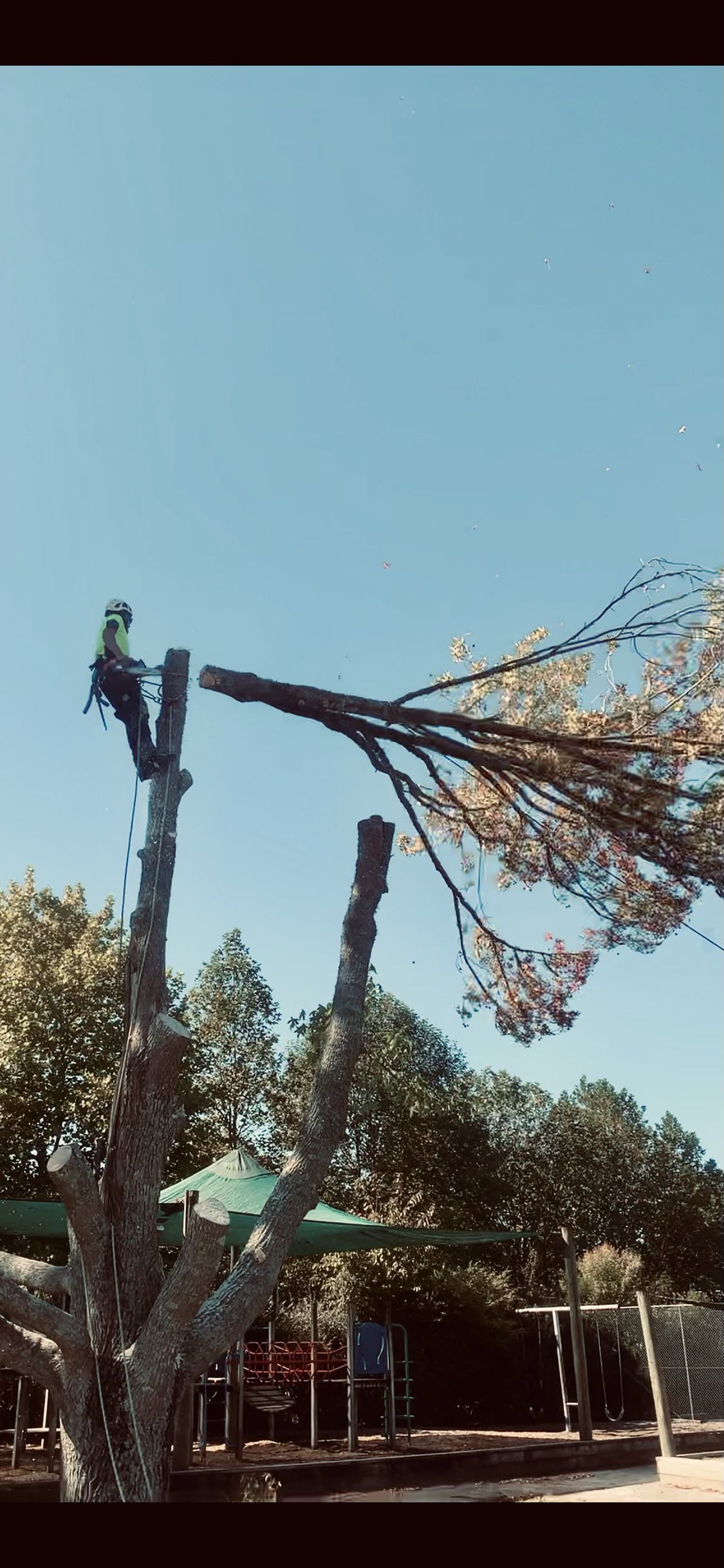Arborist at work - Touch Wood Tree Care