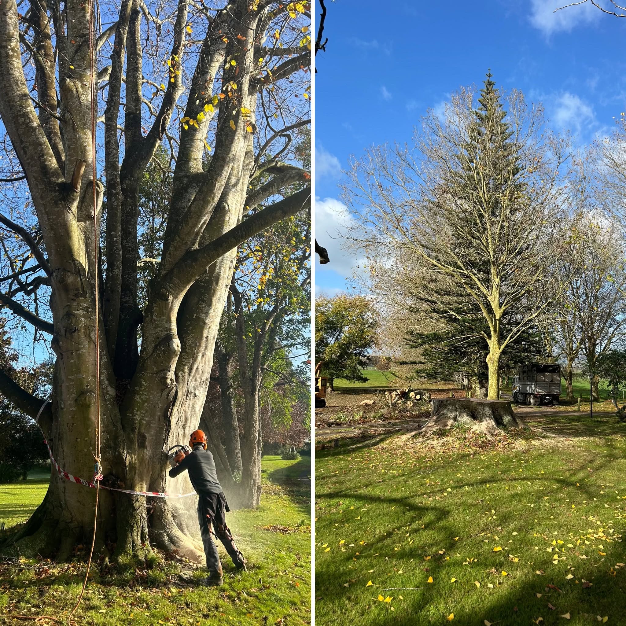 Before and after tree removal