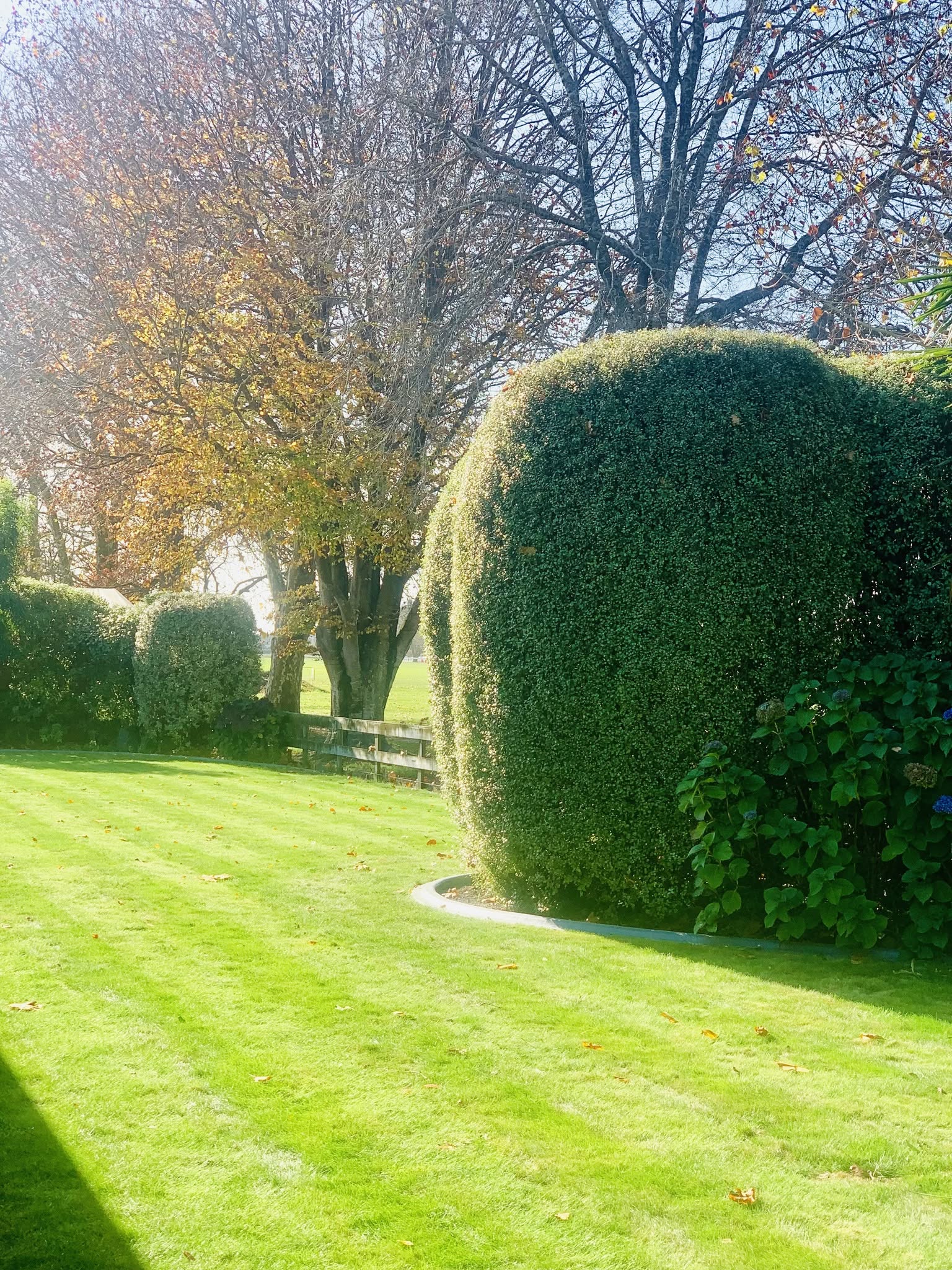 Professionally shaped hedges - hedge maintenance Waikato