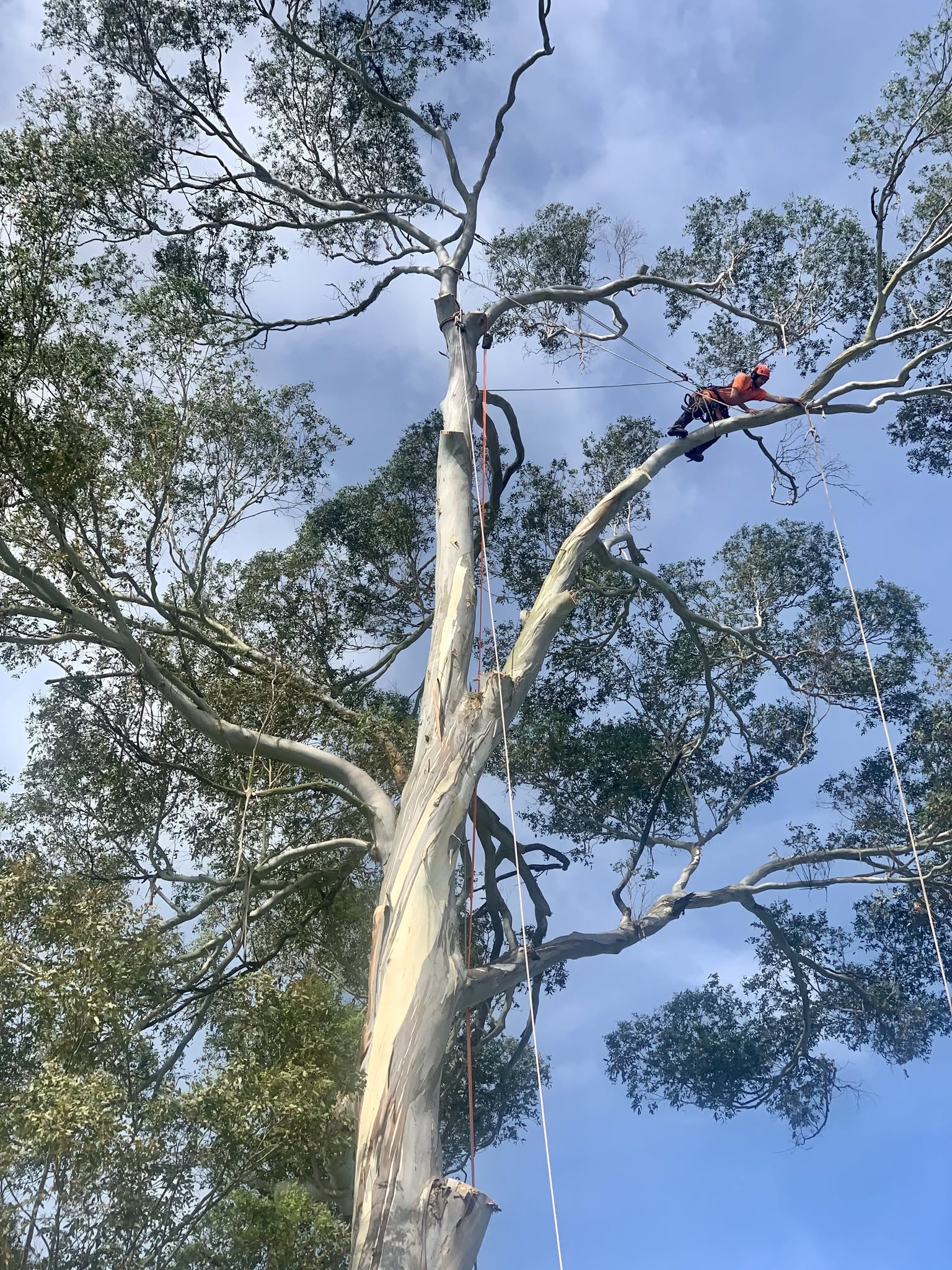 Arborist climbing large eucalyptus