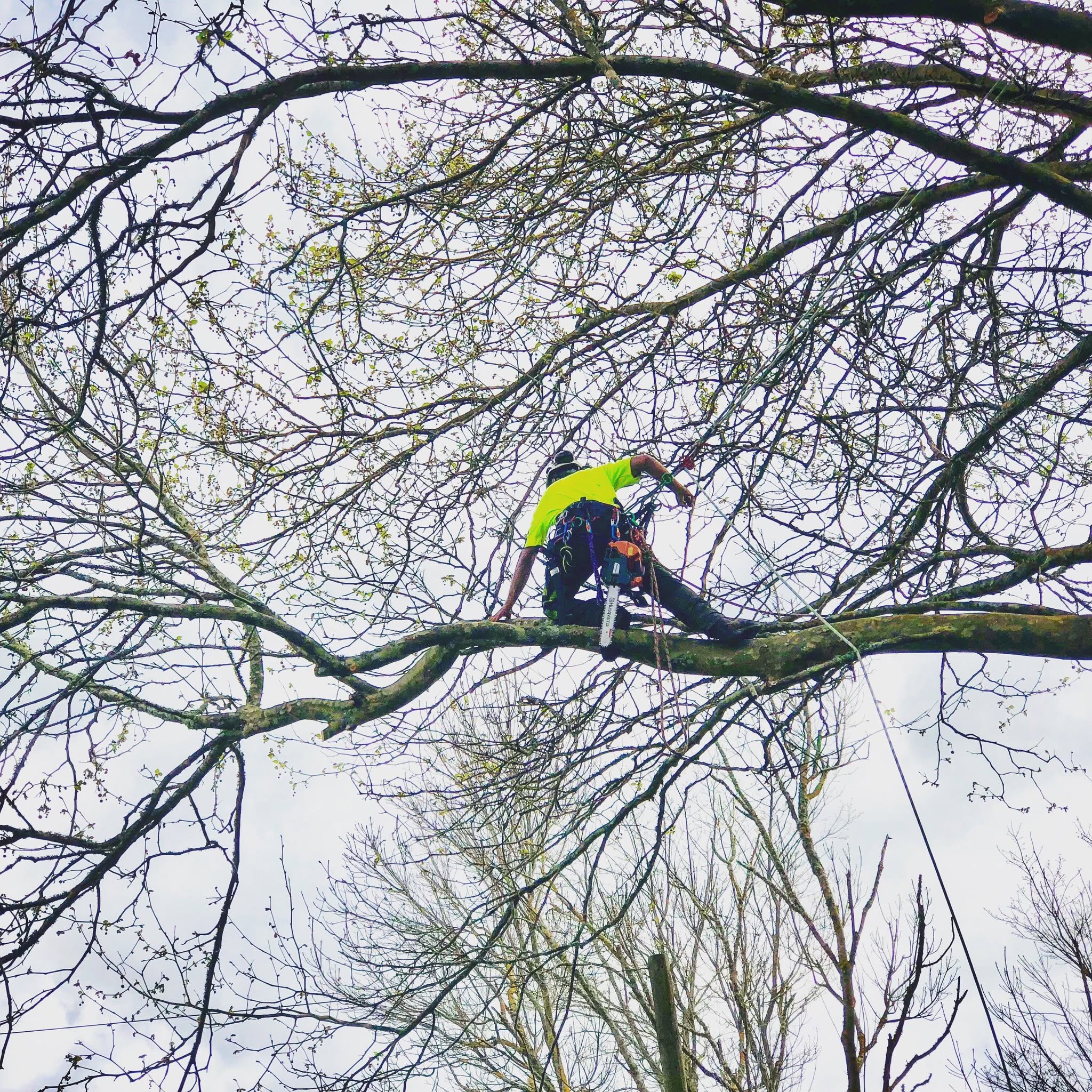 Arborist pruning in tree canopy Waikato