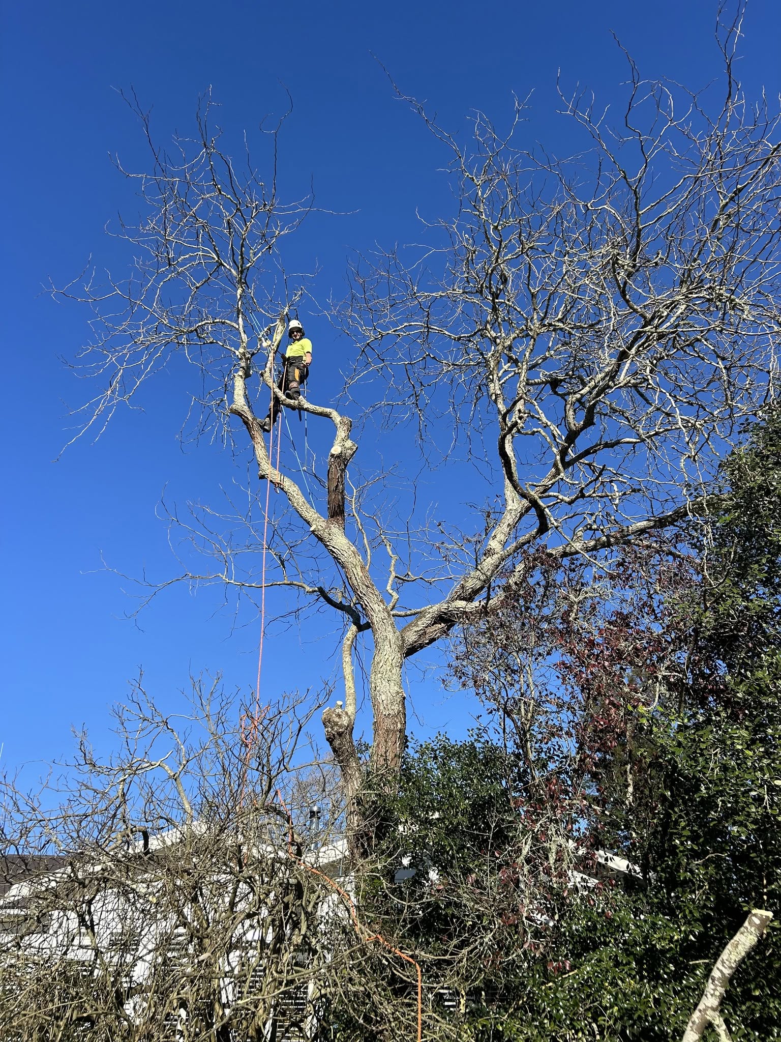 Qualified arborists at work