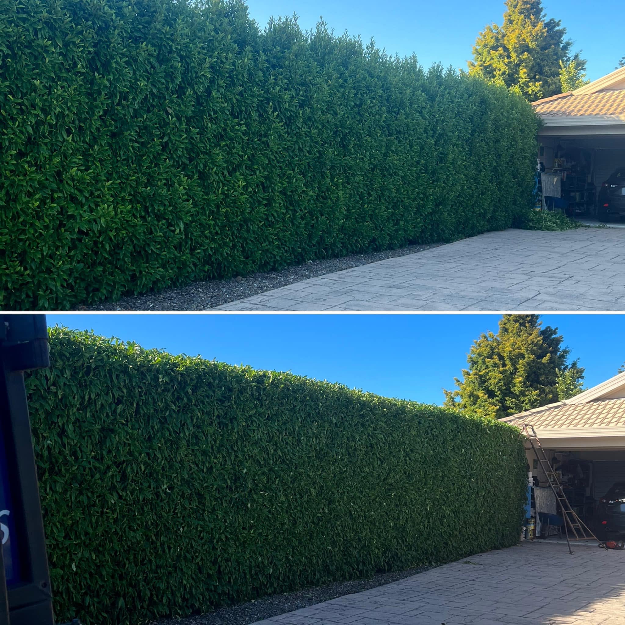 Before and after hedge maintenance